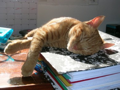 cat-sleeping-on-books-390x292